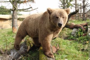 Himalayan brown bear